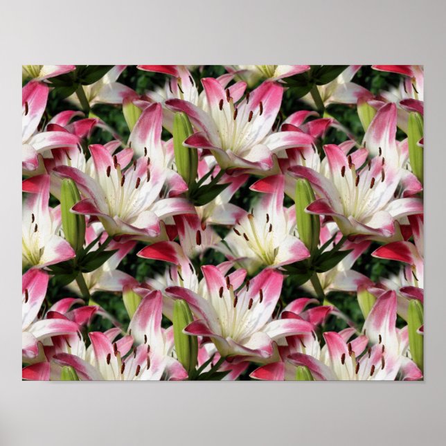 Poster Fleurs Lys Rouges Et Blanches (Devant)