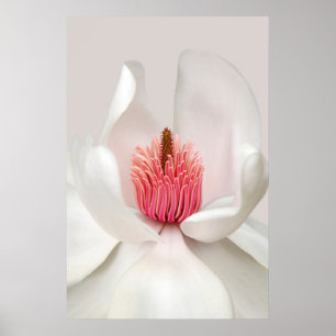Poster Fleurs Magnolia blanche