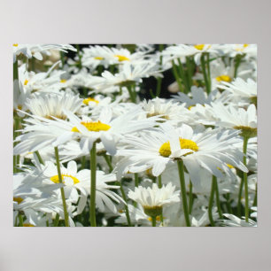 Poster Fleurs marguerites blanches estampes marguerites f