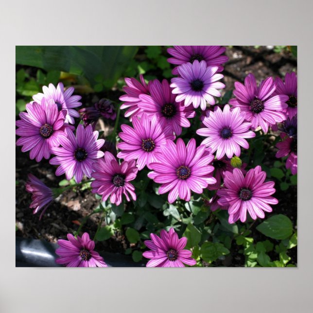 Poster Fleurs marguerites violettes africaines (Devant)