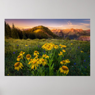 Poster Fleurs Mountain Meadow Crested Butte Colorado