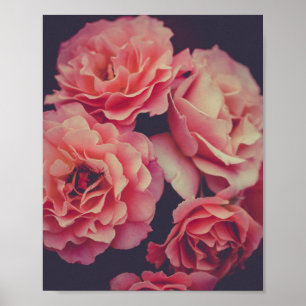 Poster Fleurs oeillets roses