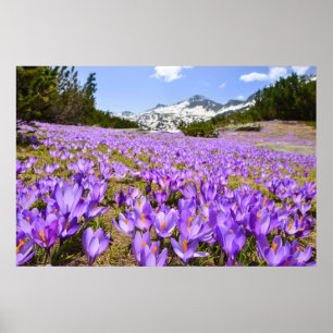 Poster Fleurs   Parc de montagne de Crocus Pirin Bulgarie