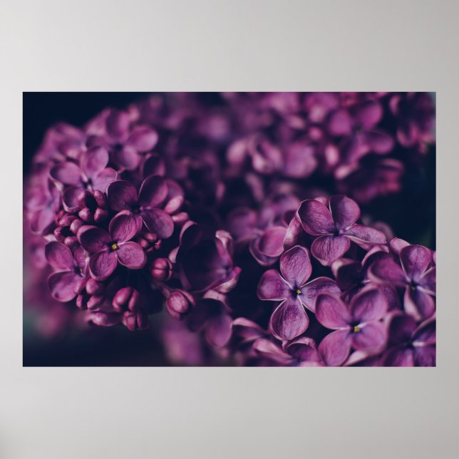 POSTER FLEURS PETALLÉES ROSES (Devant)