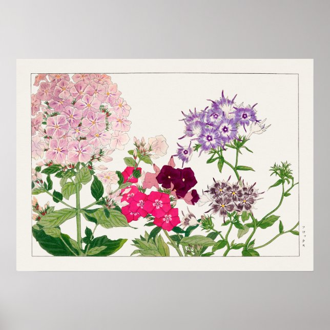 Poster Fleurs Phlox roses et violettes de Tanigami Konan, (Devant)