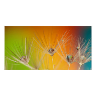 Poster Fleurs Pissenlit Mariage Bain de Foule Amour Paix