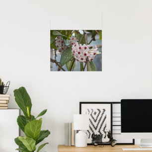 Poster Fleurs Plantes Hoya Photographie florale