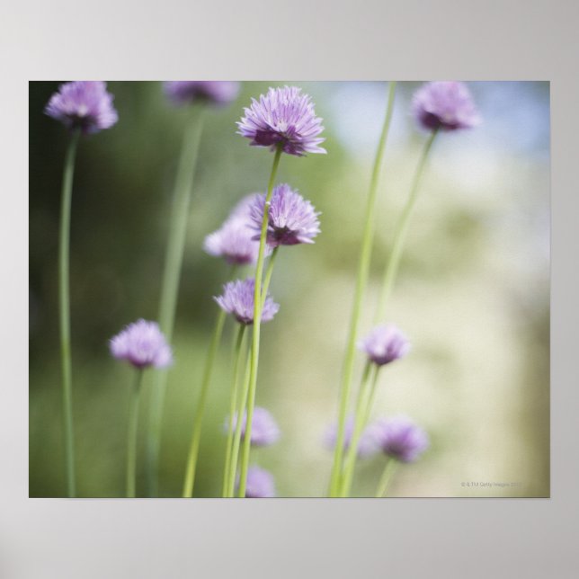 Poster Fleurs pourpres de la plante commune du jardin (Devant)