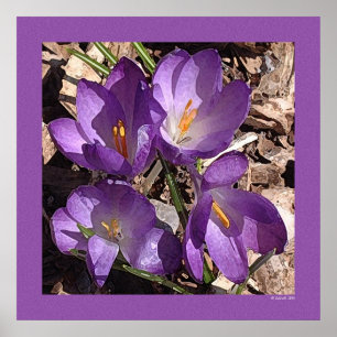 Poster Fleurs pourpres de sofa