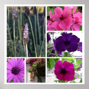 Poster Fleurs pourpres et roses