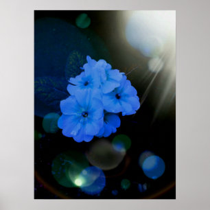 Poster fleurs Primroses en bleu