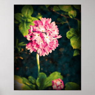 Poster Fleurs Primules roses