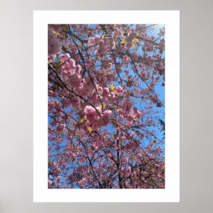 Poster Fleurs printanières