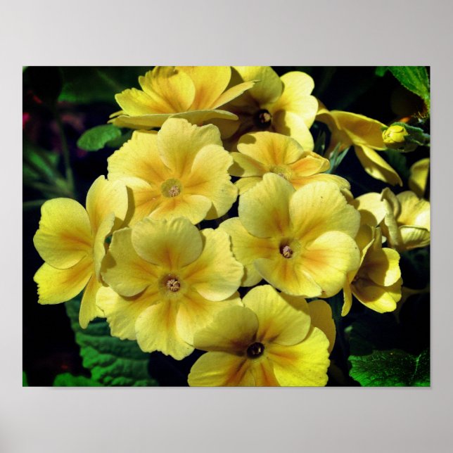 Poster Fleurs printanières de Primrose Jaune près (Devant)