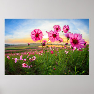 Poster Fleurs  Province de Chiang Rai, Thaïlande