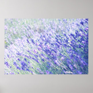 POSTER FLEURS PURPLE PETALED