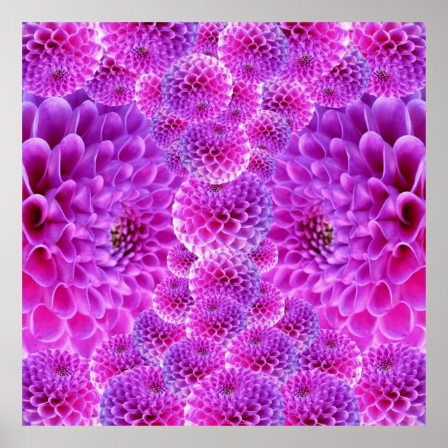 Poster Fleurs rose PomPom Dahlia (Devant)
