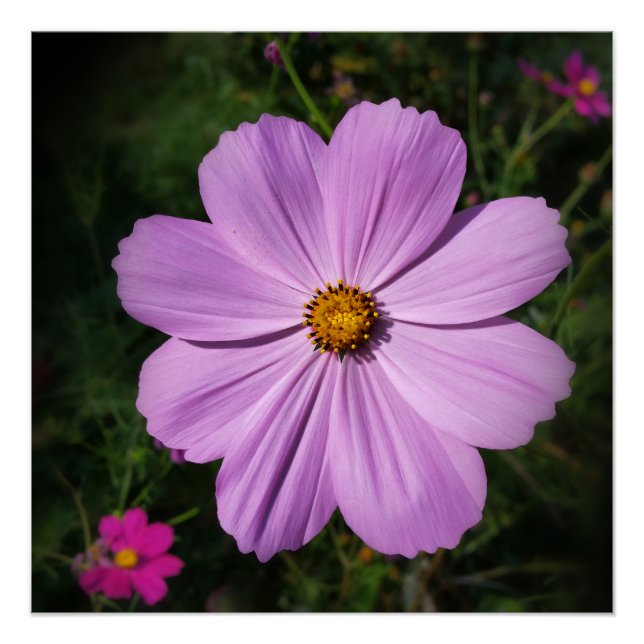 Poster fleurs rose vif (Devant)