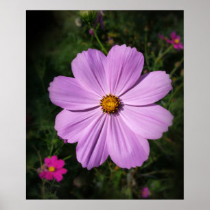Poster fleurs rose vif