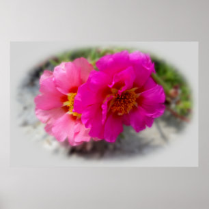 Poster Fleurs roses au soleil