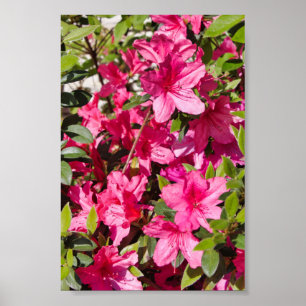Poster Fleurs roses d'azalée