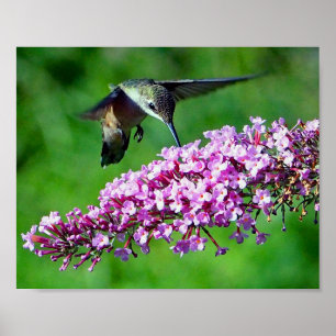 Poster Fleurs roses de colibri Photo Faune