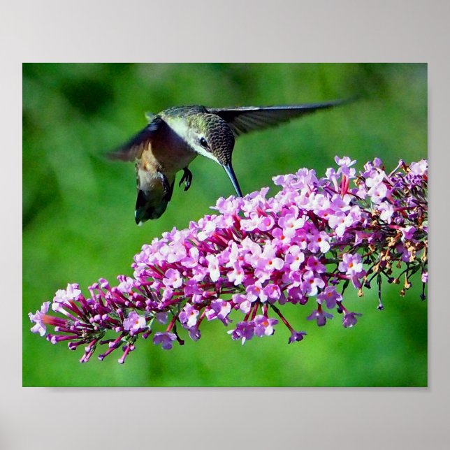Poster Fleurs roses de colibri Photo Faune (Devant)