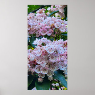 Poster Fleurs roses et blanches de laurier de montagne