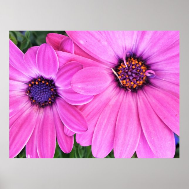 Poster Fleurs roses Gerbera Daisy Floral (Devant)