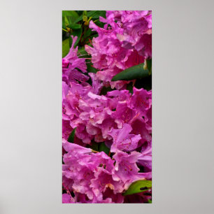 Poster Fleurs roses Rhododendron