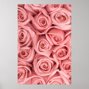 Poster Fleurs   Roses roses