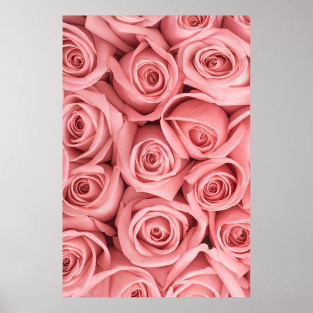 Poster Fleurs | Roses roses (Devant)