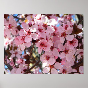 Poster Fleurs roses sur un arbre à fleurs ornemental