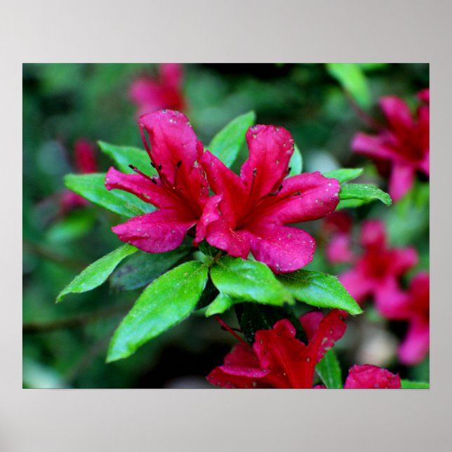 Poster Fleurs roses tropicales (Devant)