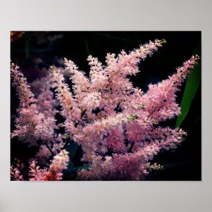 Poster Fleurs Roses Vivides Gros Plan