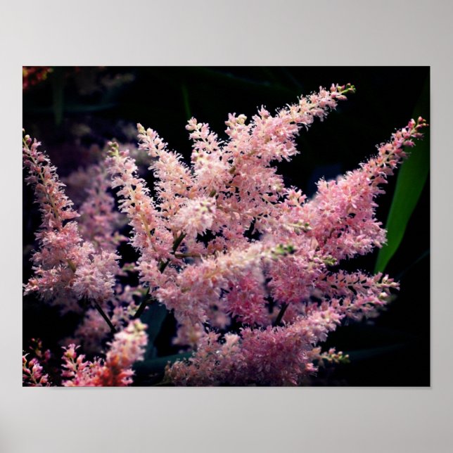 Poster Fleurs Roses Vivides Gros Plan (Devant)