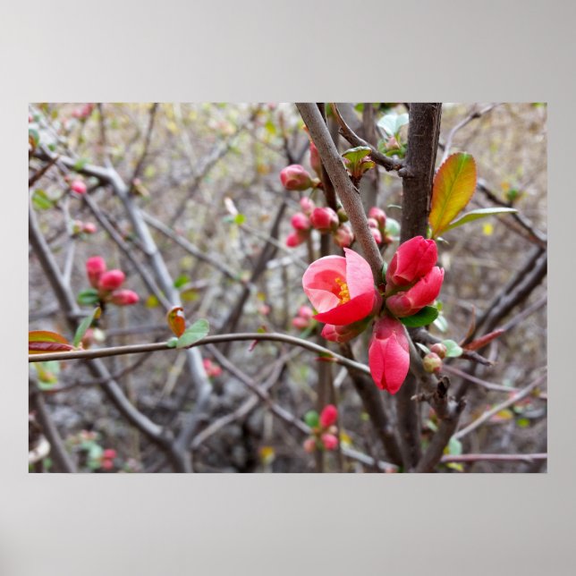 Poster fleurs rouges (Devant)