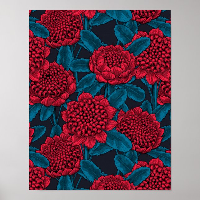 Poster Fleurs rouges de waratah (Devant)