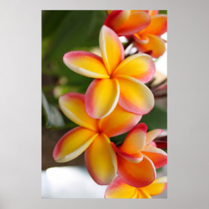 Poster Fleurs rouges et jaunes 2 de Plumeria