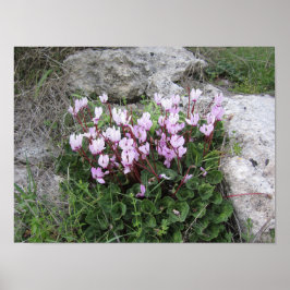 Poster Fleurs sauvages