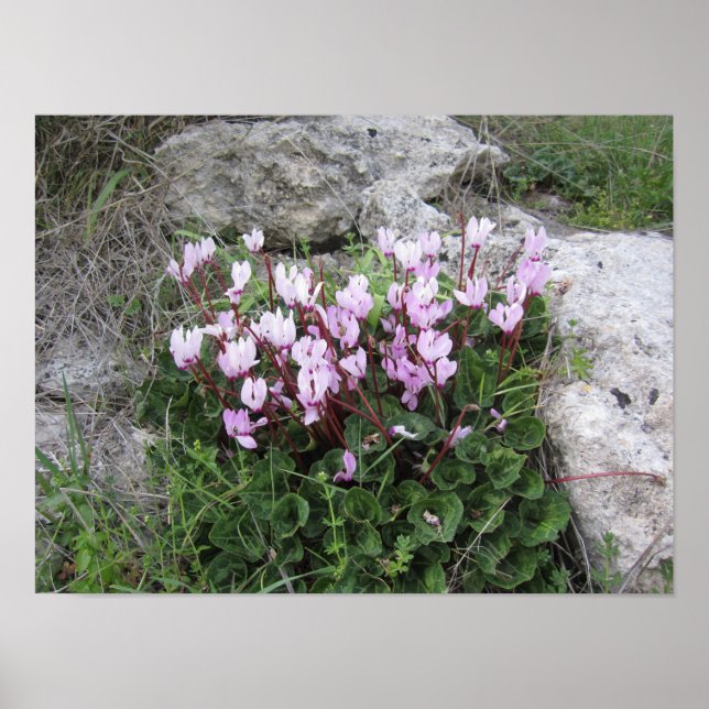 Poster Fleurs sauvages (Devant)
