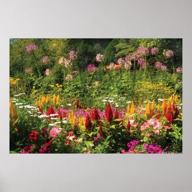 Poster Fleurs sauvages (Devant)