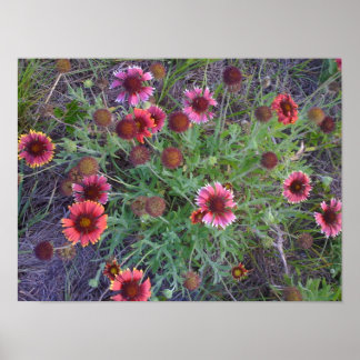 Poster Fleurs sauvages