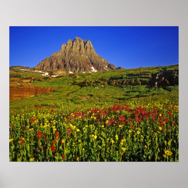 Poster Fleurs sauvages alpins au col Logan à Glacier (Devant)