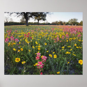 Poster Fleurs sauvages au bord de la route au Texas, prin
