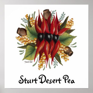 Poster Fleurs sauvages australiens - pois de désert de