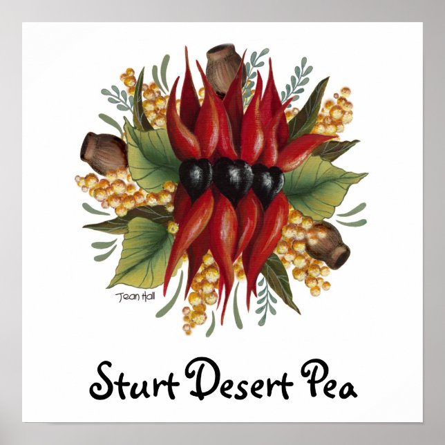 Poster Fleurs sauvages australiens - Sturt Desert Pea (Devant)