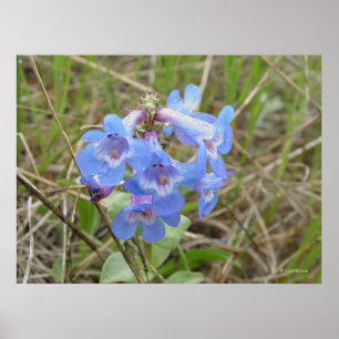 Poster Fleurs sauvages bleues F3 Beardtongue bleu élancé
