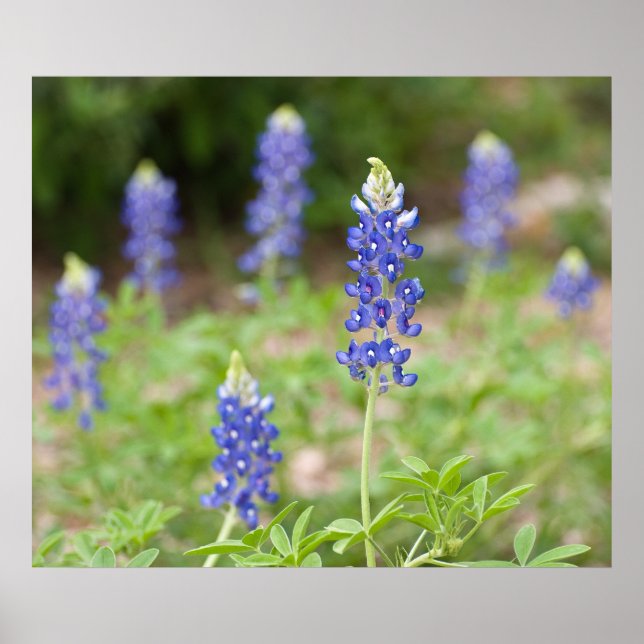 Poster Fleurs sauvages Bluebonnet (Devant)
