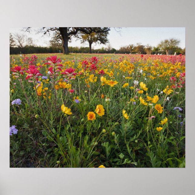 Poster Fleurs sauvages de bord de route en Texas, printem (Devant)